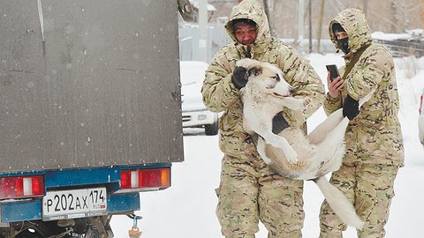 Своры в законе