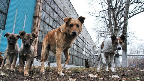 Усыпить нельзя помиловать